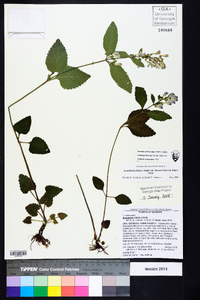 Scutellaria elliptica var. hirsuta image