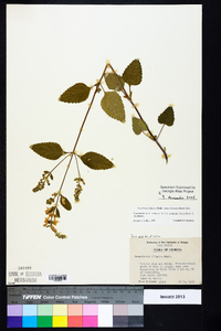 Scutellaria elliptica var. hirsuta image