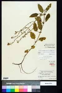 Scutellaria incana image