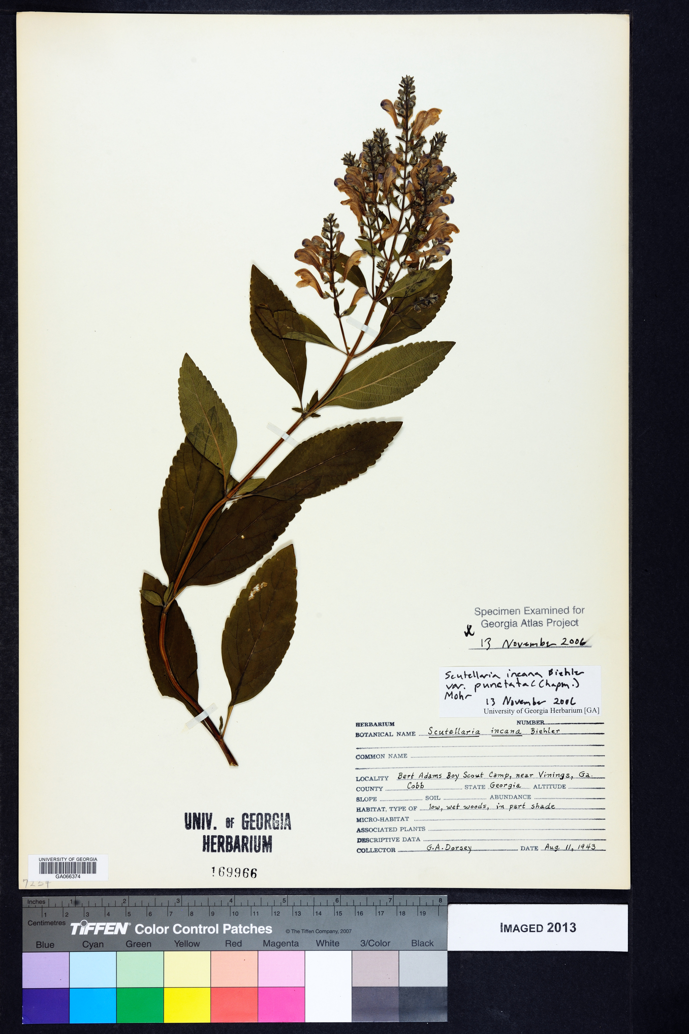 Scutellaria incana var. punctata image