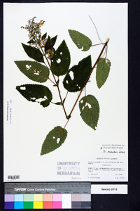 Scutellaria incana image