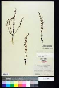 Scutellaria parvula var. leonardii image