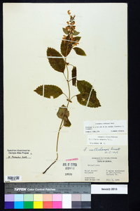 Scutellaria incana image