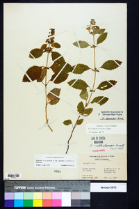 Scutellaria incana image