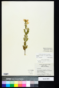 Scutellaria multiglandulosa image