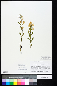 Scutellaria multiglandulosa image