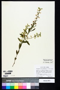 Scutellaria multiglandulosa image