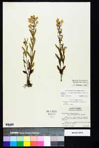 Scutellaria multiglandulosa image