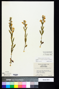 Scutellaria multiglandulosa image