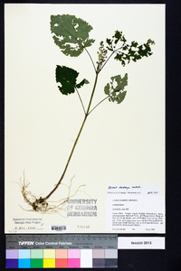 Scutellaria ovata image