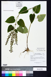 Scutellaria ovata image