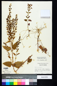 Scutellaria ovata image