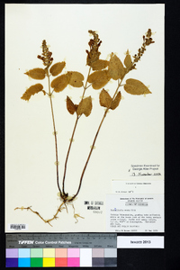 Scutellaria ovata image