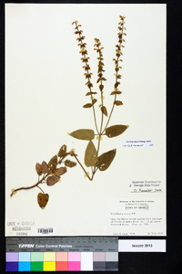 Scutellaria ovata image