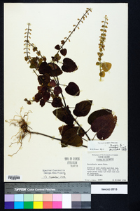 Scutellaria ovata image