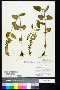 Scutellaria ovata image