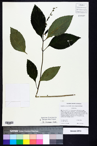 Scutellaria serrata image