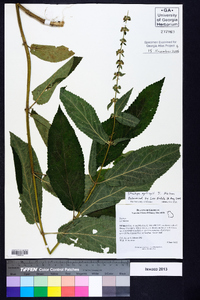 Stachys eplingii image