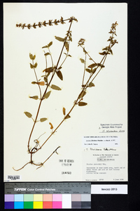 Stachys floridana image