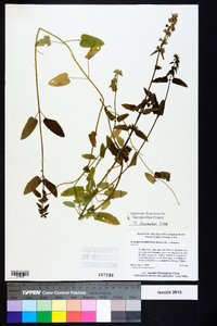 Stachys floridana image