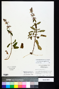 Stachys floridana image