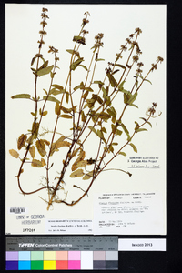 Stachys floridana image
