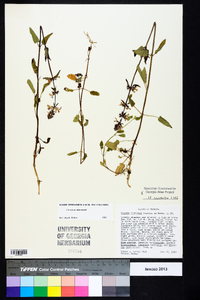 Stachys floridana image