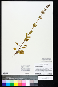 Stachys floridana image