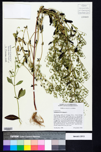 Trichostema dichotomum image