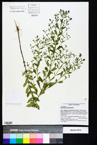 Trichostema dichotomum image