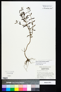 Trichostema dichotomum image