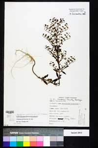 Trichostema dichotomum image