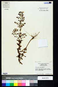 Trichostema dichotomum image