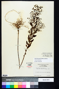 Trichostema dichotomum image