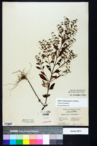 Trichostema dichotomum image