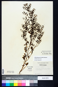 Trichostema dichotomum image