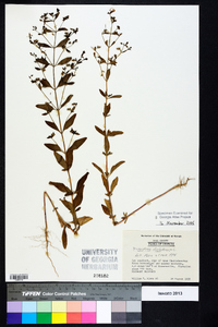 Trichostema dichotomum image