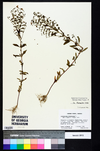 Trichostema dichotomum image