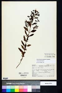 Trichostema dichotomum image