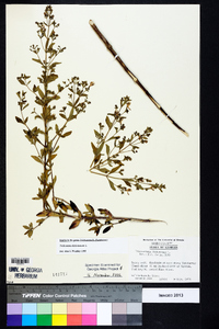 Trichostema dichotomum image