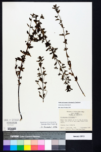 Trichostema dichotomum image