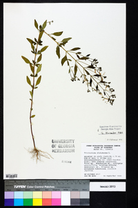 Trichostema dichotomum image