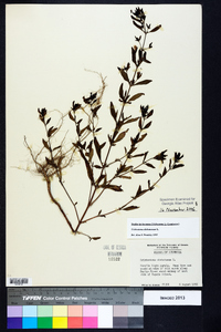 Trichostema dichotomum image