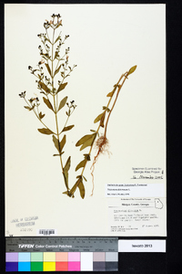 Trichostema dichotomum image