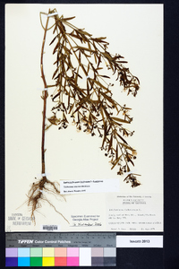 Trichostema setaceum image