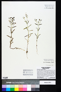 Trichostema setaceum image