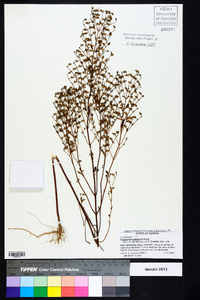 Trichostema setaceum image