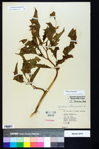 Datura stramonium image