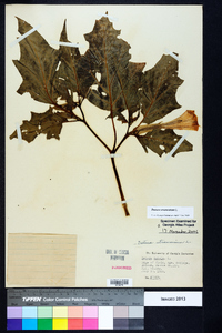 Datura stramonium image