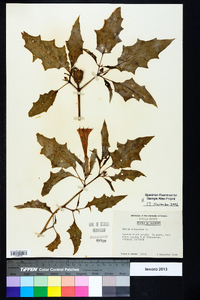 Datura stramonium image